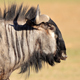Wildebeest Running And Snorting