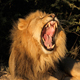 African Lion Roaring - AudioJungle Item for Sale