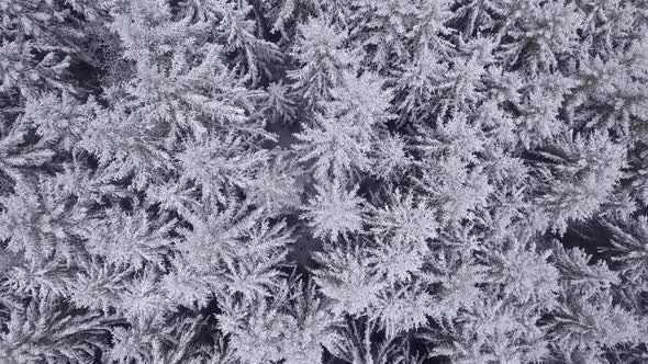 Aerial top down view of beautiful winter forest treetops.