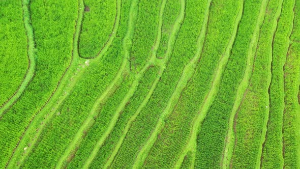 Bali, Indonesia, Aerial View of Rice Terraces