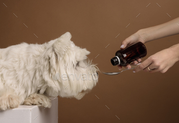 dog takes medicine, dog treatment concept