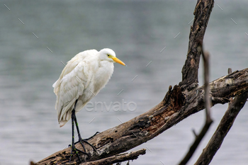 Cattle Egret on a lake in Rajasthan, India