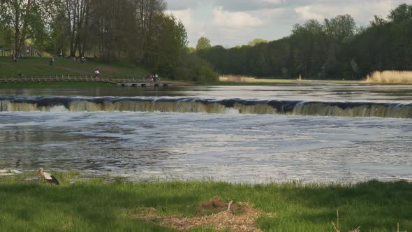 Flying Fish at Ventas Rumba Waterfall. The Widest Waterfall in Europe in Latvia Kuldiga
