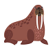 Walrus