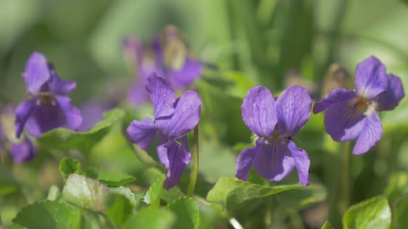 Common violet flower buds garden  also known as European Viola Odorata  4K 2160p UHD footage - Sweet