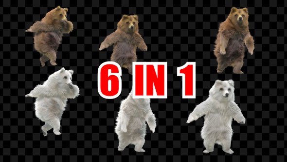 Bear Dancing 6 Pack