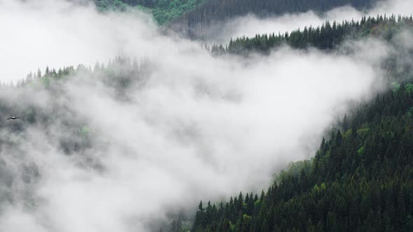 Misty Forest in Mountain. Marvelous View of Over Pine Forest in the Morning. There Is Magical Fog