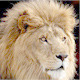Lion Roaring