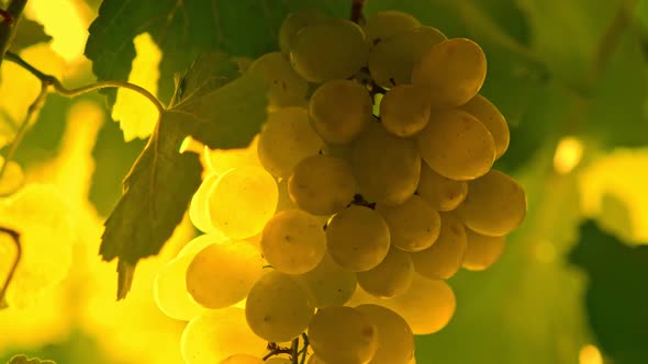 Ripe Organic Vineyard Grapes Swaying in the Wind. Great Grapes for Making White Wine. Wine Grapes