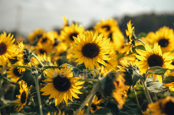 Sunflower field,A field of sunflowers on a sunny day