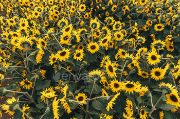 Sunflower field,A field of sunflowers on a sunny day