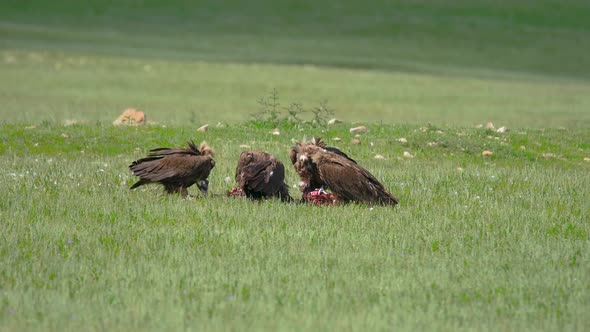 Wild Vulture Herd Eating a Dead Animal Carcass