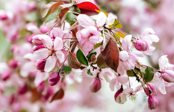 Branches of apples with bundle crab apple blossom pink flowers