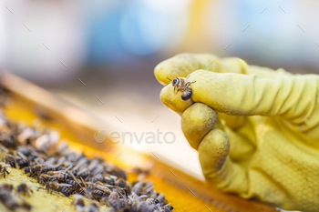beekeeper selects bee drones for selection of sperm. Artificial insemination of queen bees. Bee