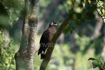 Eagle perched on a tree branch.