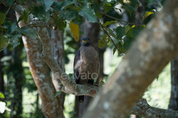 Eagle perched on a tree branch.