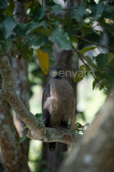 Eagle perched on a tree branch.