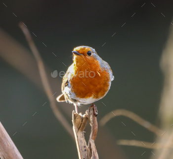 Robin perched on a branch, searching for nourishment
