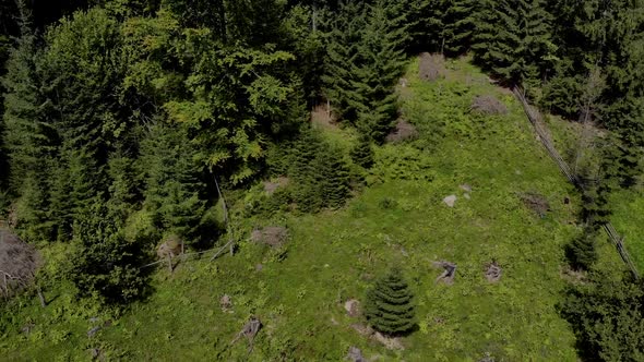 Spruce Forest on a Slope of Carpathian Mountains