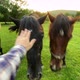 Male hand stroke face of brown chewing horse. Man touching horse head. Horse wagging its head - VideoHive Item for Sale