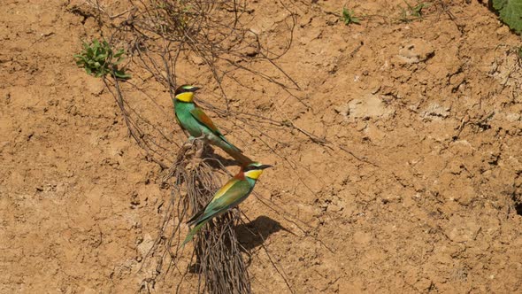 European Beeeater or Merops Apiaster