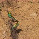 European Beeeater or Merops Apiaster - VideoHive Item for Sale