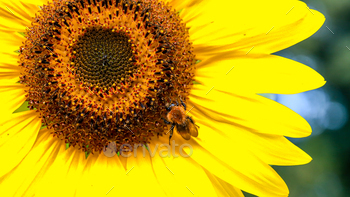 closeup of a sunflower with a foraging bee