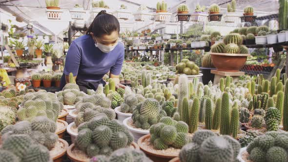 Beautiful masked Asian woman planting of cactus a nursery greenhouse.