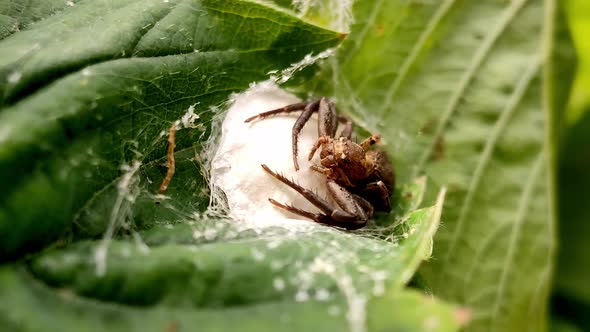 Female Spider Guards a Cocoon of Eggs in a Green Leaf