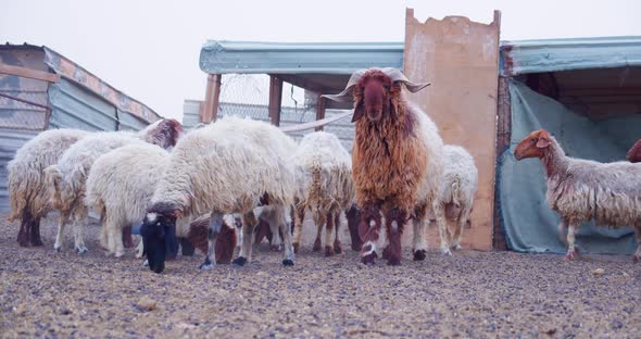 Herd of Sheep’s Walking. Slow motion video of Sheep.