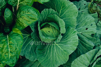 Green vegetables. Background and details of green vegetable leaves.