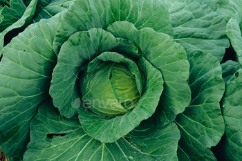 Green vegetables. Background and details of green vegetable leaves.