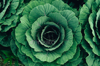 Green vegetables. Background and details of green vegetable leaves.