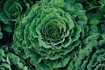 Green vegetables. Background and details of green vegetable leaves.