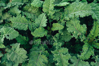 Green vegetables. Background and details of green vegetable leaves.