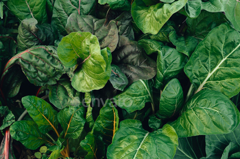 Green vegetables. Background and details of green vegetable leaves.