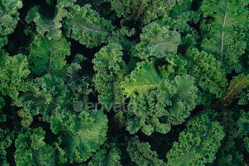 Green vegetables. Background and details of green vegetable leaves.