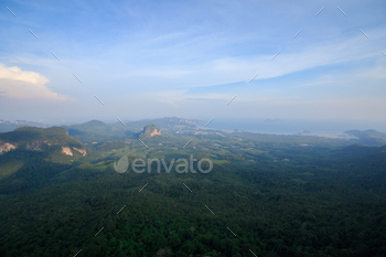 The landscape of the forest