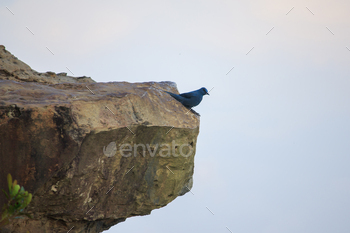 The gray bird is on a high cliff