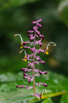 Globba winitii, a purple inflorescence