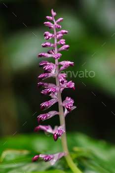 Globba winitii, a purple inflorescence