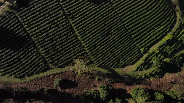 Aerial view over terraced rice paddies in the valley in autumn