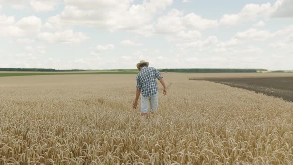 wheat harvest, young man farmer in straw hat walks through field and touches ears with his hands