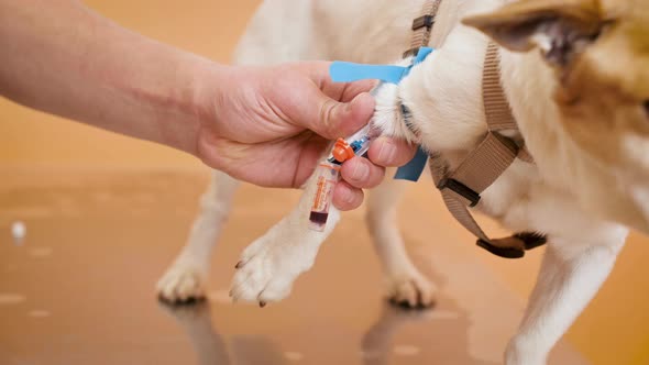 Veterinarian Taking Blood Sample of a Dog in Animal Hospital