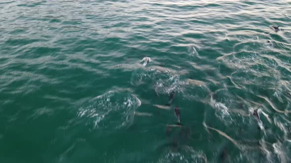 Aerial view of dolphins swimming in the ocean, Cape Town, South Africa.