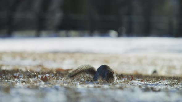 Squirrel eating