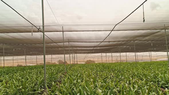 Aerial footage from inside a large greenhouse with flowers