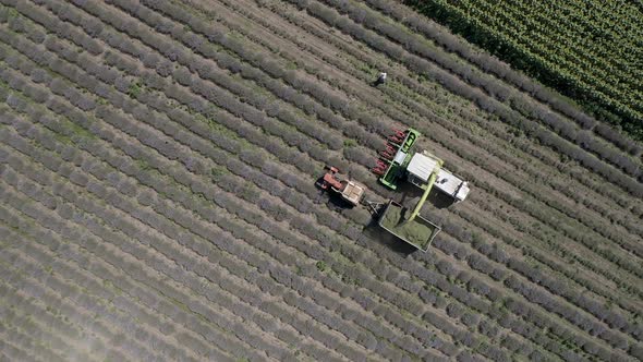 Video of harvesting lavender field