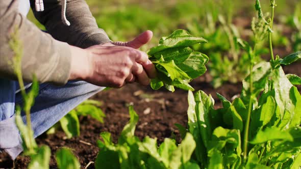 Farmer Man Tears Sorrel From the Beds and Collects the Leaves in a Bunch.