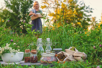 A woman in the garden collects medicinal herbs for tinctures and alternative medicine.